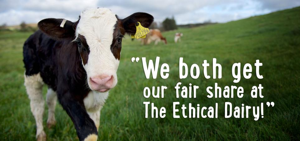 Fair share at the Ethical Dairy