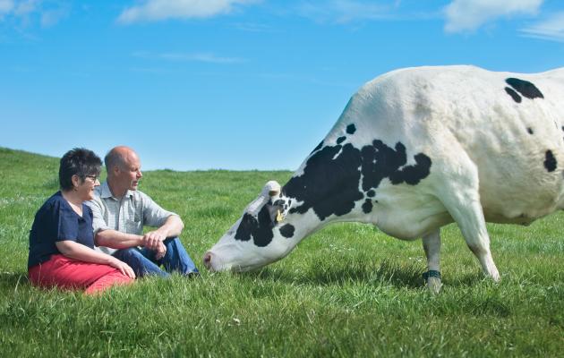 Wilma and David Finlay with dairy cow
