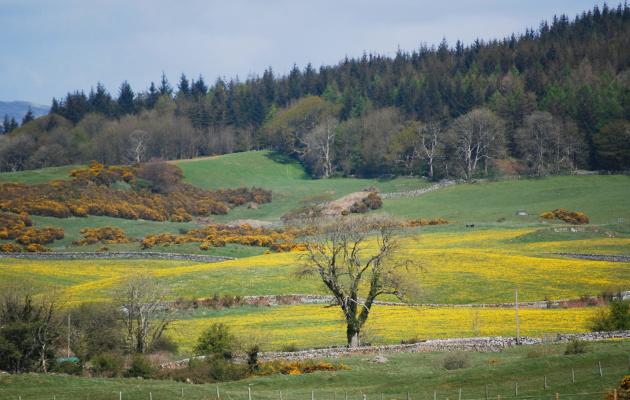 Field of dandelions