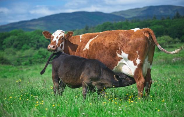 Calf suckling from its mum at Rainton Farm credit Ian Findlay