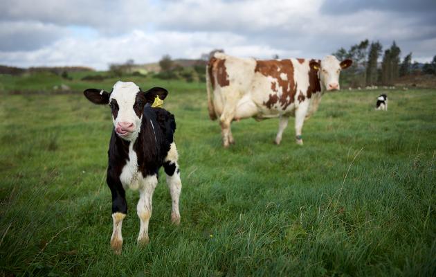 Dairy cow with calf credit Ian Findlay