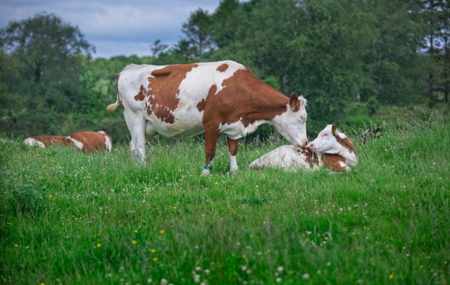 Dairy cow with calf on summer pasture credit Ian Findlay