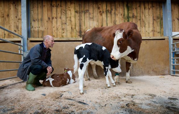 David Finlay with cow and calves credit Ian Findlay