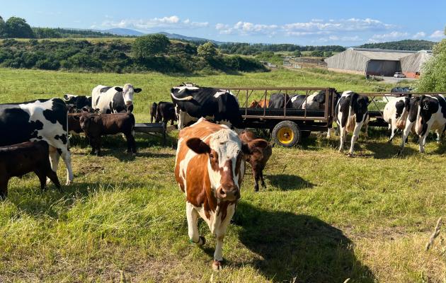 Cows and calves at Rainton farm in June 2023