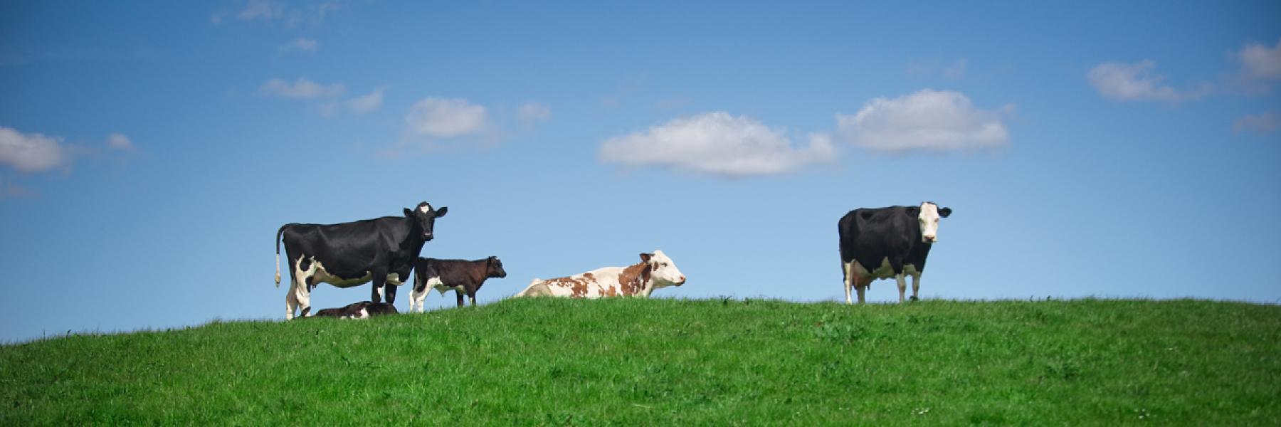 March Update The Ethical Dairy