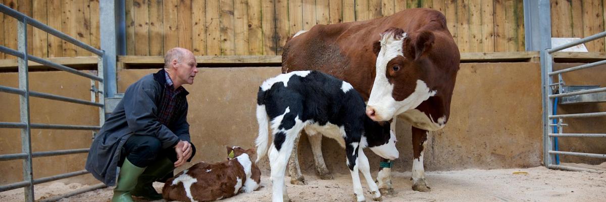 David Finlay with cow and calves