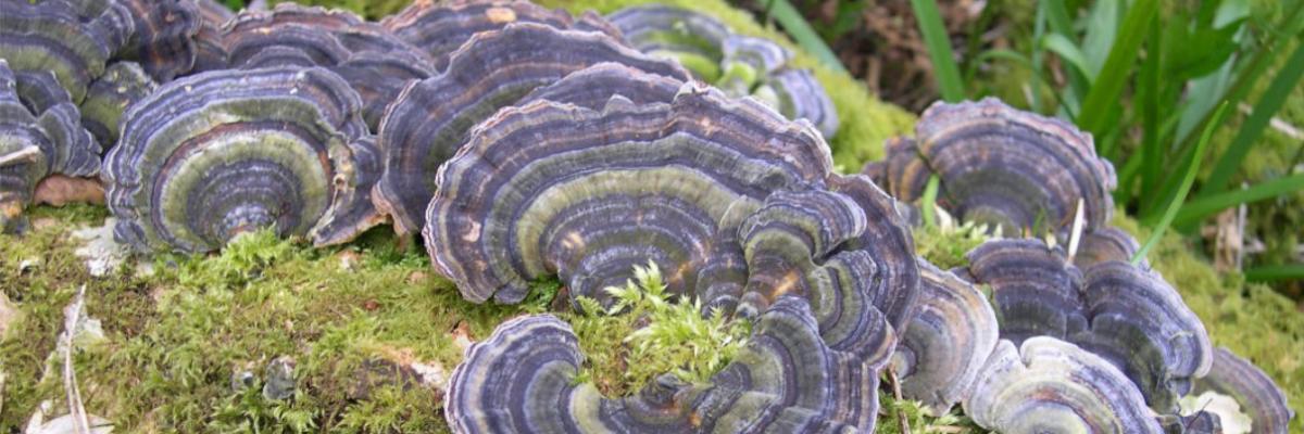 Many zoned polypore at Rainton Glen