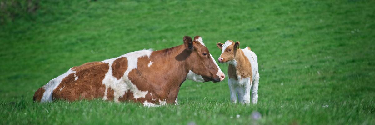 cow and calf