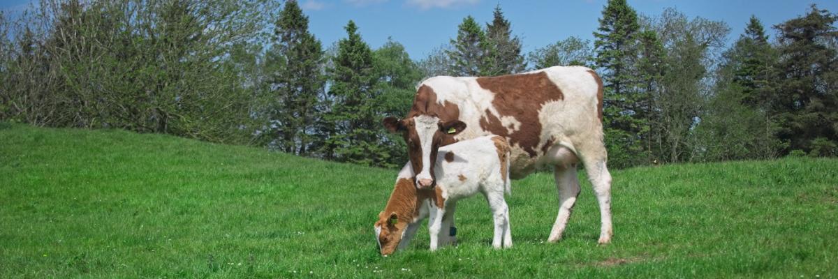 cow with calf at the Ethical Dairy