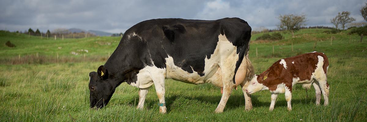 cow with calf