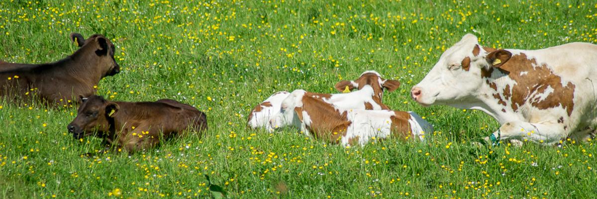 cows in field with buttercups