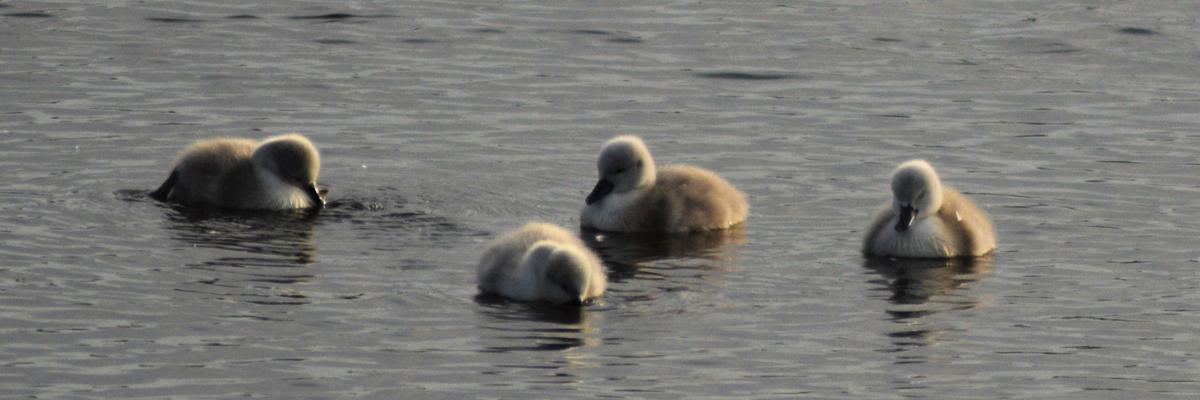 Cygnets at Rainton Farm