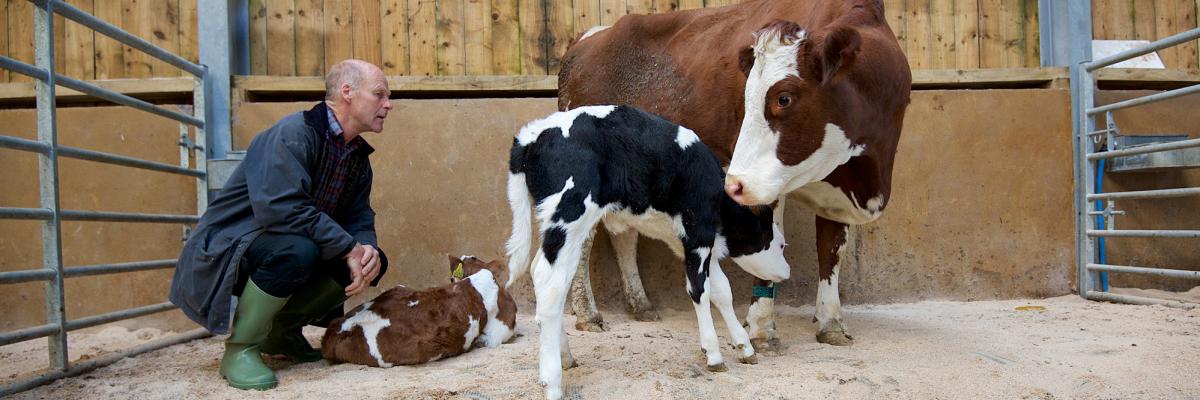 David Finlay with cow and calves