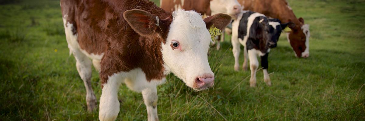Ethical Dairy calves