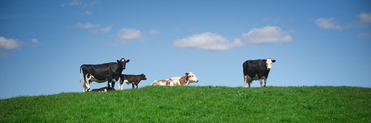 Ethical dairy cows on hill top