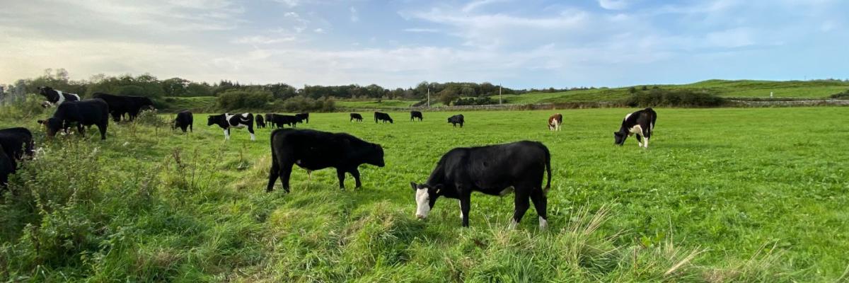 The Ethical Dairy herd grazing in a field