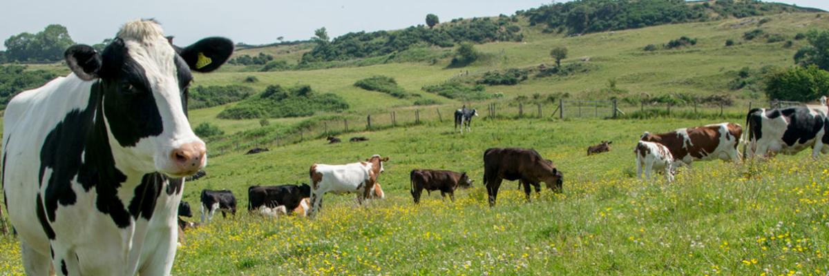 Ethical dairy herd