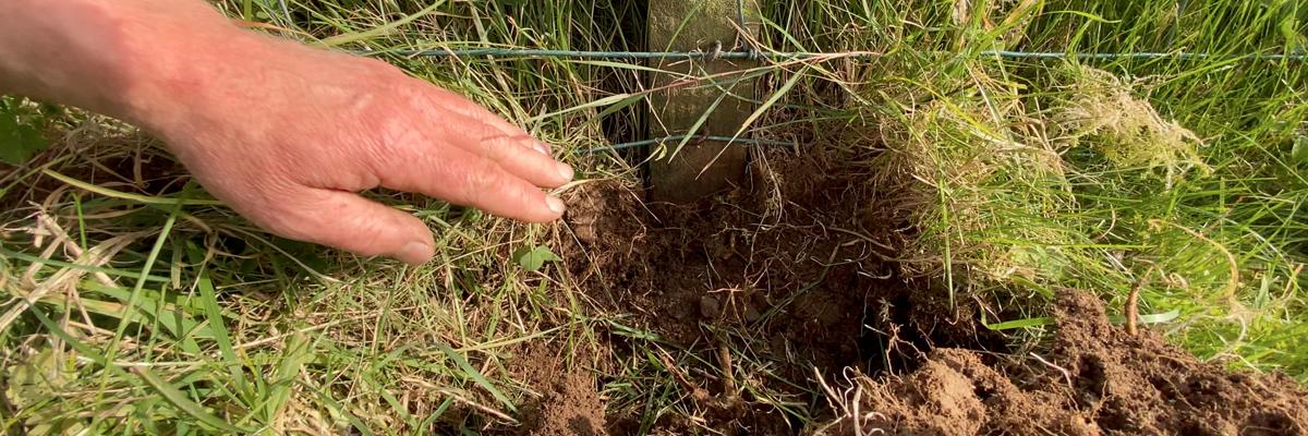 Healthy organic soil in a field at the Ethical Dairy