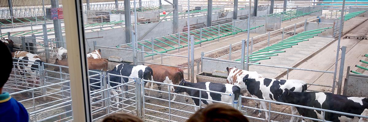 Milking time at the Ethical Dairy