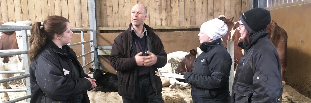 researchers studying the ethical dairy system of farming