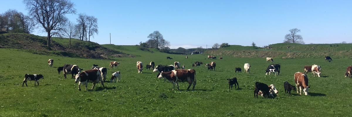 Spring turnout at the Ethical Dairy