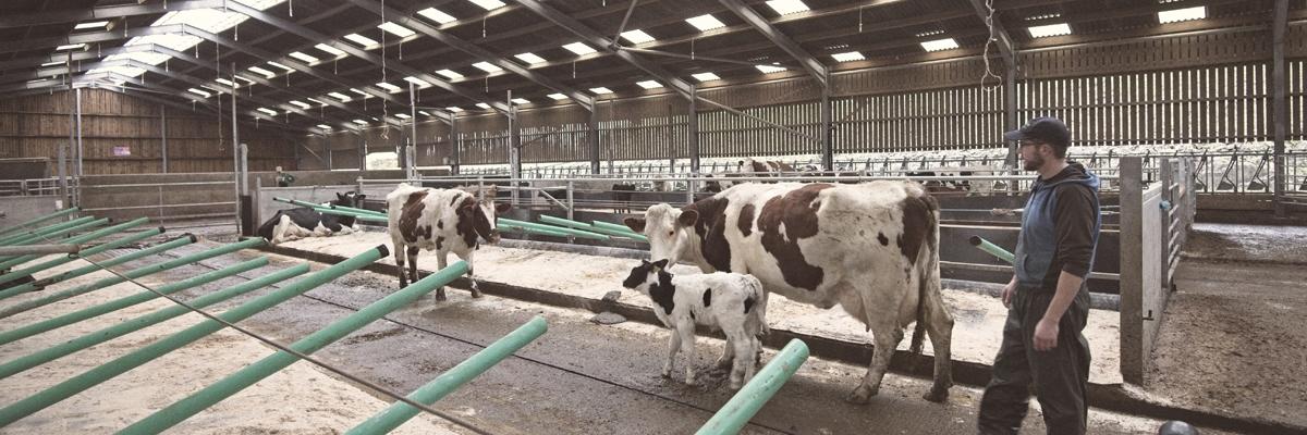 Winter housing at the Ethical Dairy