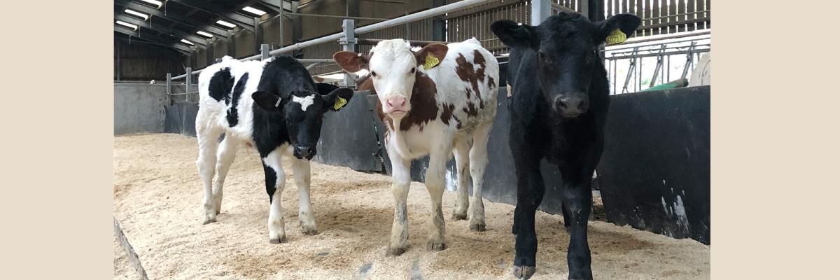 Autumn calved in the calf creep area