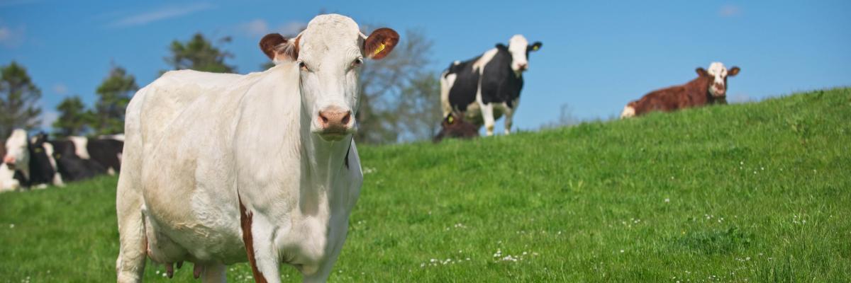 Cows at The Ethical Dairy