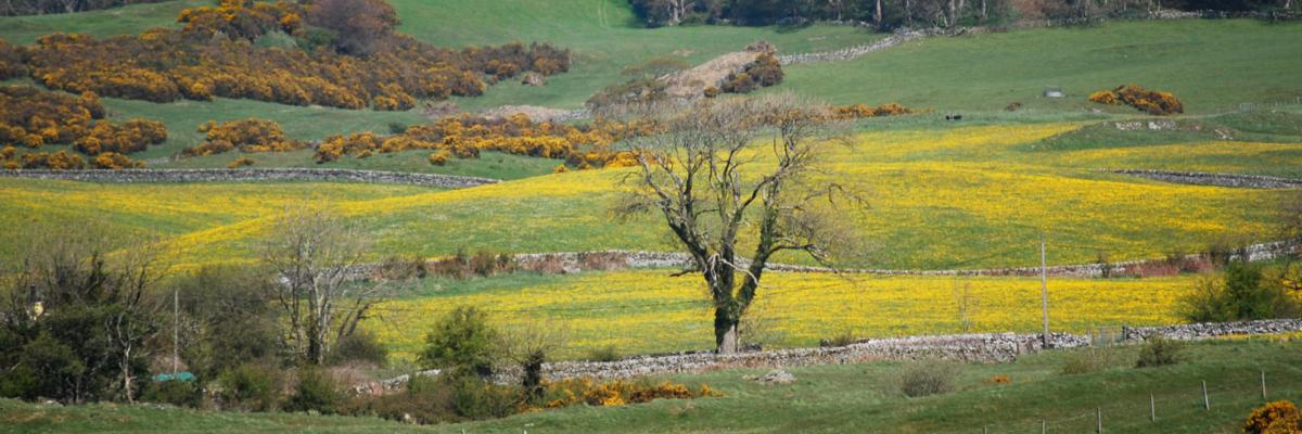 Dandelion fields at The Ethical Dairy