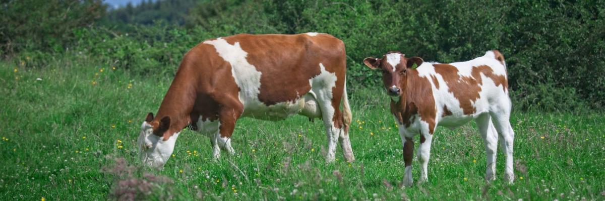 Cow with calf at The Ethical Dairy