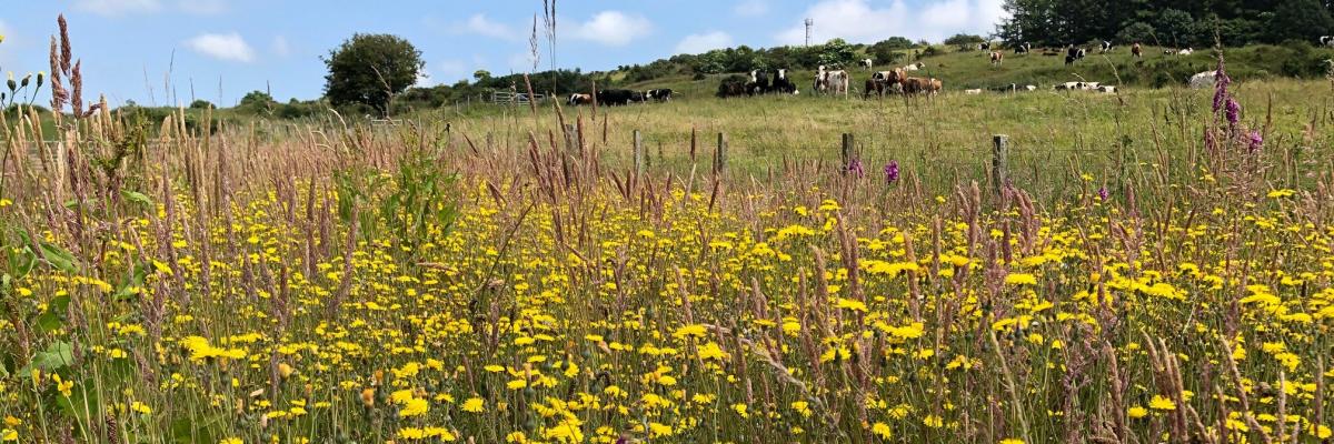 wildflowers at a field edge