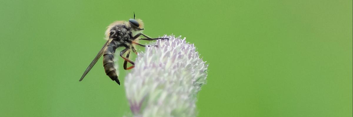 Biodiversity at The Ethical Dairy 