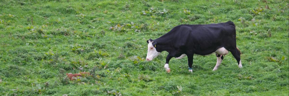 New born calf with mum 