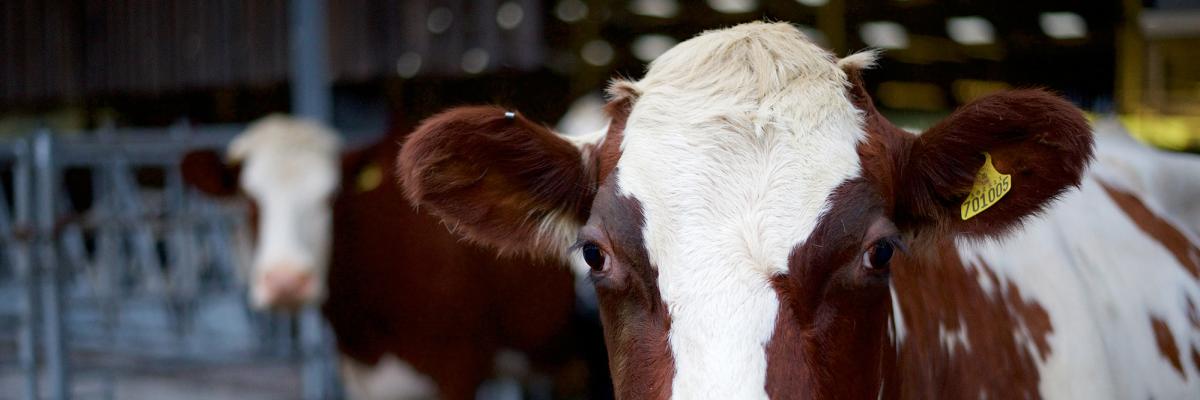 Dairy cow at The Ethical Dairy