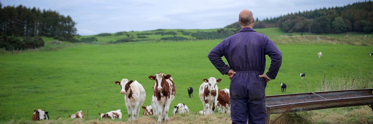 David Finlay with dairy cows 