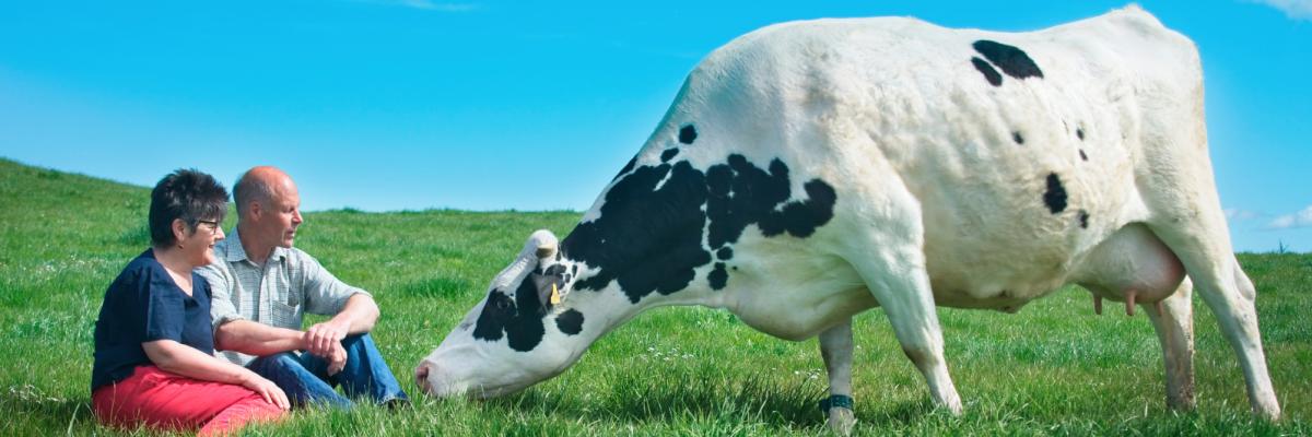 Wilma and David Finlay with dairy cow