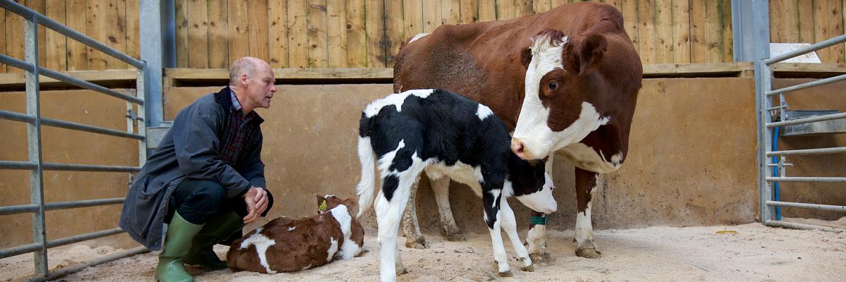 David Finlay with dairy cow and calves at The Ethical Dairy