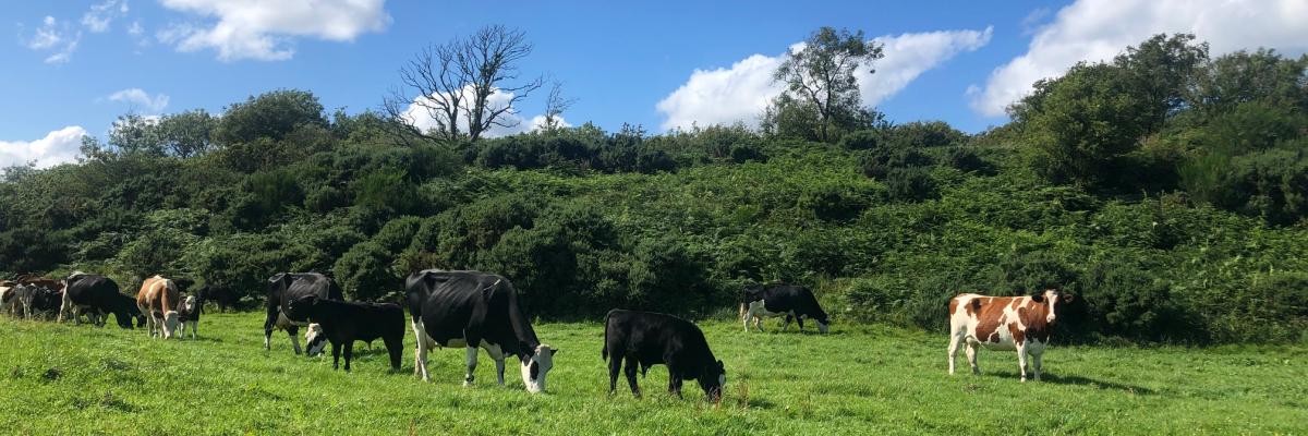 Dairy cows and calves at The Ethical Dairy 