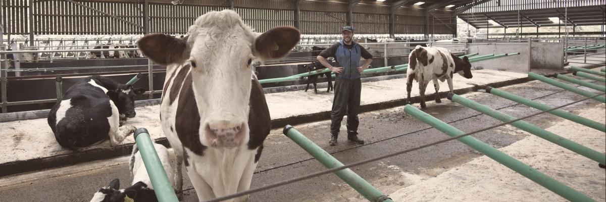 Charles Ellett with cows and calves at The Ethical Dairy