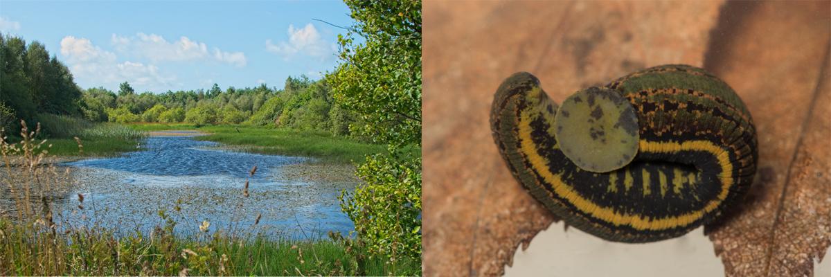 Wildlife pond at The Ethical Dairy and the medicinal leech