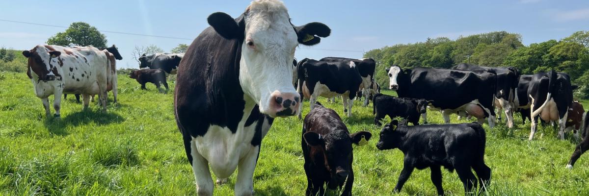 A dairy cow with calf 