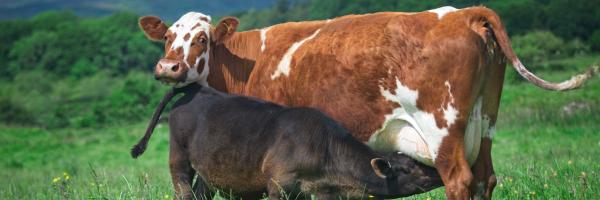 In The Spotlight The Ethical Dairy