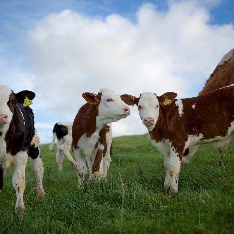 About The Ethical Dairy The Ethical Dairy