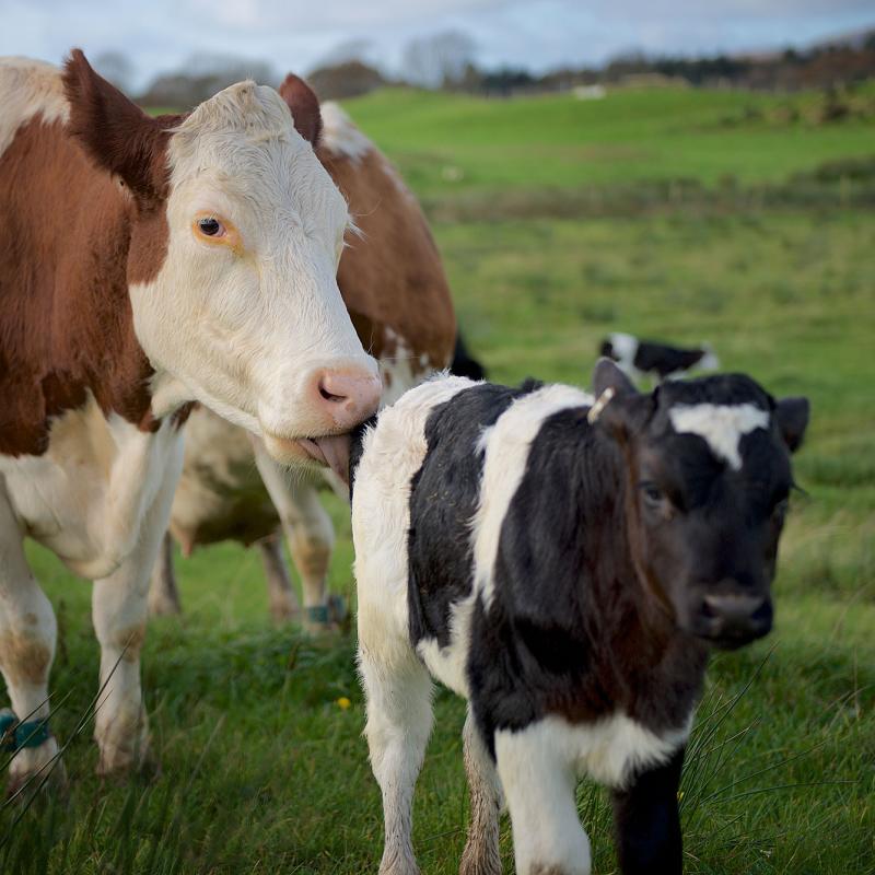 A Year of Calf with Cow Farming The Ethical Dairy