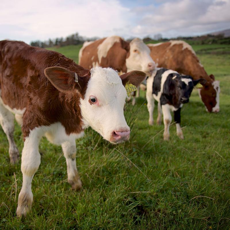 Blog Archive October 2017 The Ethical Dairy Blog archive october 2017 the ethical dairy