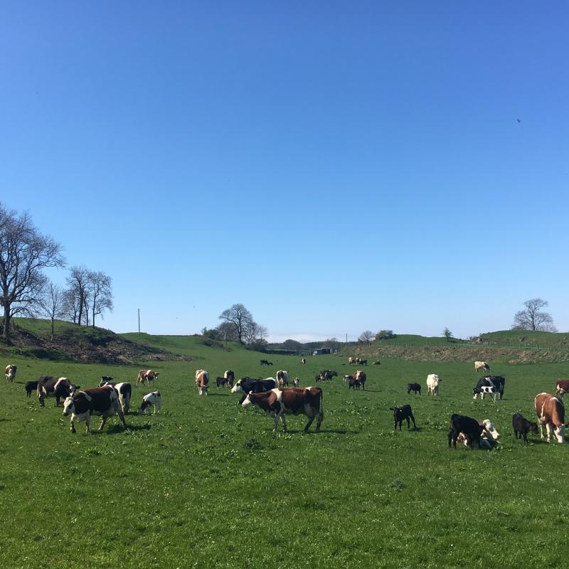 Blog archive may 2018 the ethical dairy