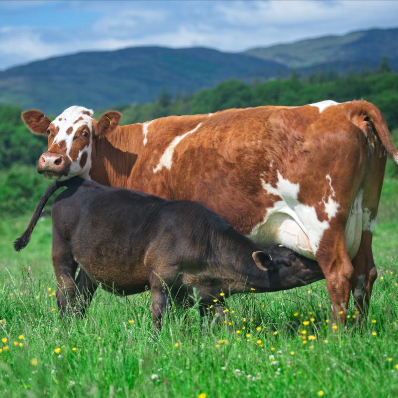 Blog The Ethical Dairy