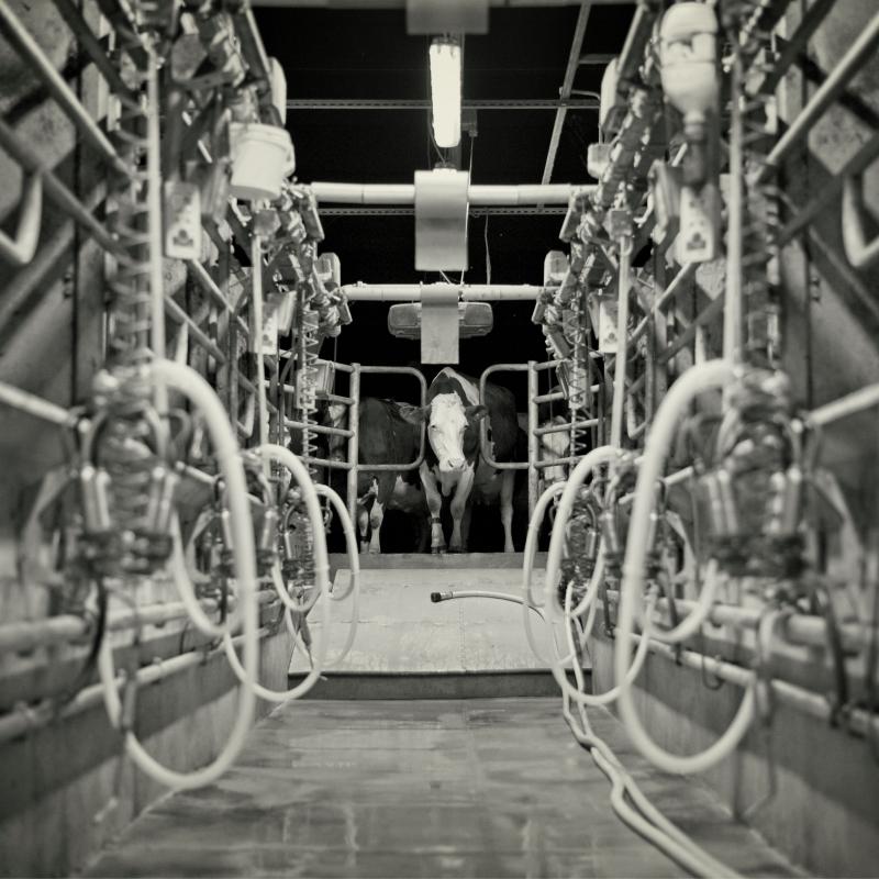 Blog The Ethical Dairy Blog the ethical dairy