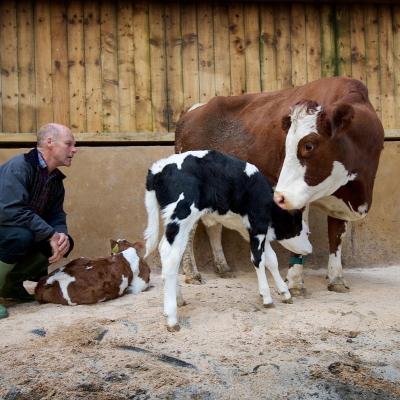 David Finlay with cow and calves