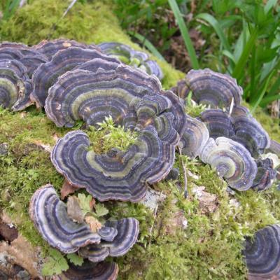 Many zoned polypore at Rainton Glen